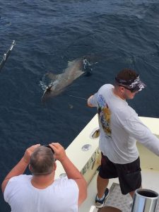 HammerHead Sharks