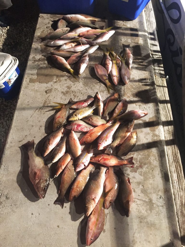 Night Snapper Fishing